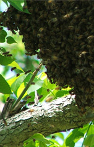 Bee swarm