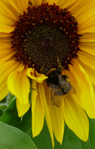 Bee Foraging